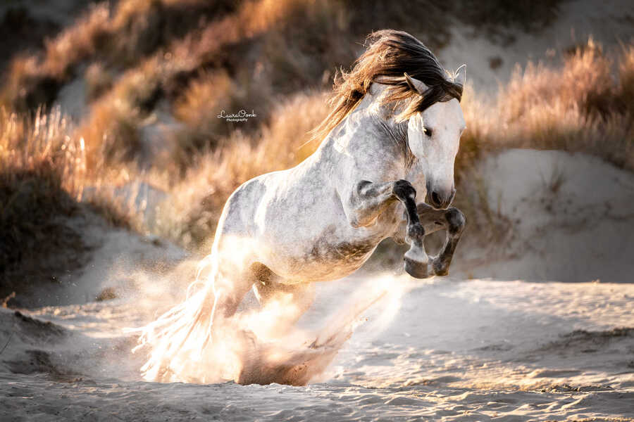 Category Horses